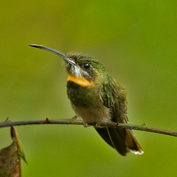 Pale-throated Barbthroat